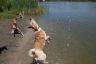 Hunde-Wasser Tanzen