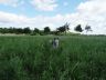 DSC01063Y.jpg