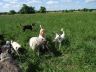 DSC01100.jpg
